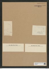 Diatomeae indet. Zeichnungen Sammlung Grunow Nr. 6946 (NHMW-BOT-W0375837)